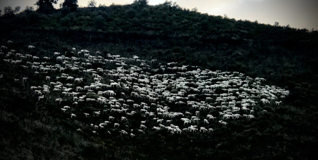 Geder i Andalusien foto: Lars Lindskov